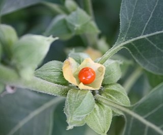 Withania (ashwagandha) hepatotoxicity